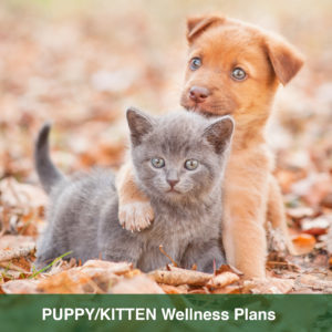 wellness plan puppy kitten v2 300x300 1