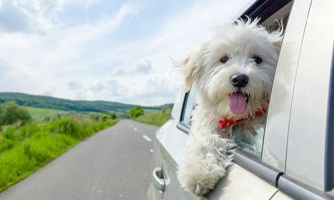 Can I Leave My Pet in the Car?