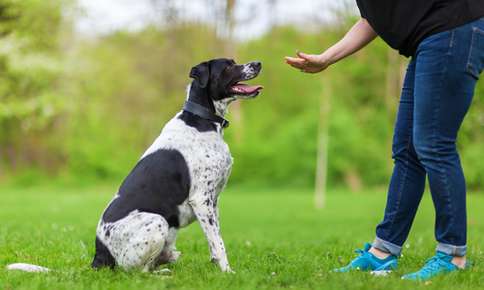 Training Tips for Your Pets